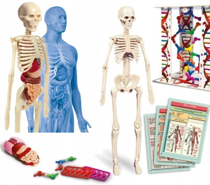 CLE cialo ludzkie mini 50515